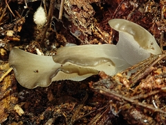 Pseudohydnum orbiculare