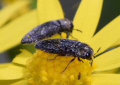Acmaeodera
