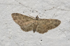Eupithecia inturbata