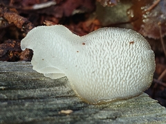 Pseudohydnum orbiculare