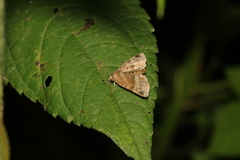 Niphonyx segregata