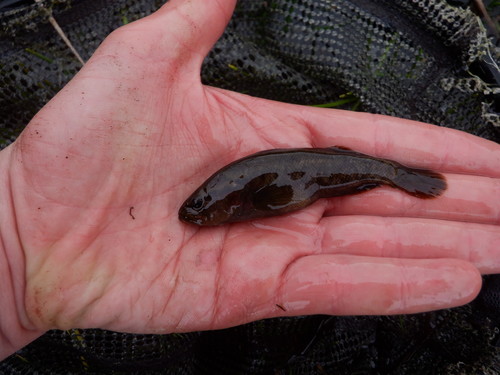 Nightfish (Bostockia porosa) — Percichthyidae