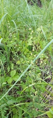 Artemisia tanacetifolia