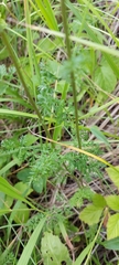 Artemisia tanacetifolia