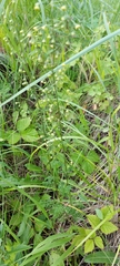 Artemisia tanacetifolia