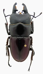 Serrognathus taurus moineri