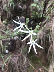Anthocercis angustifolia