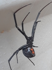 Latrodectus hesperus
