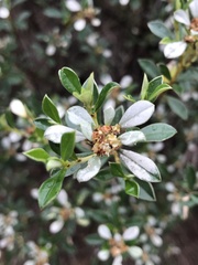 Spyridium spathulatum
