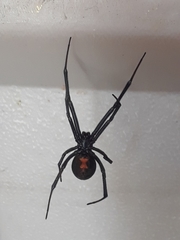 Latrodectus hesperus