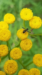 Rivellia syngenesiae