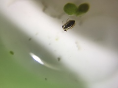 Neoplea striola