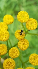 Rivellia syngenesiae