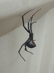 Latrodectus hesperus