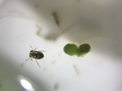 Neoplea striola