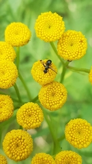 Rivellia syngenesiae