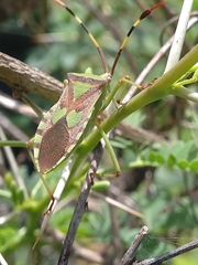 Prismatocerus prominulus