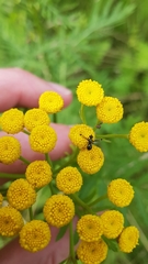 Rivellia syngenesiae