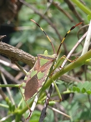 Prismatocerus prominulus