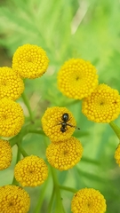 Rivellia syngenesiae