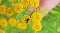 Rivellia syngenesiae