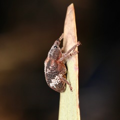 Oxyops fasciatus