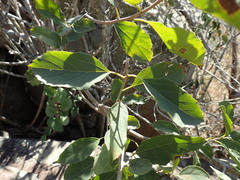 Cordia monoica