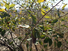 Cordia monoica
