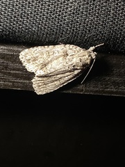 Acronicta immodica