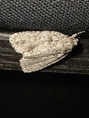Acronicta immodica