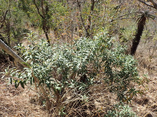 Image of Ozoroa engleri by (c) Mahomed Desai, some rights reserved (CC BY)