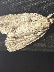 Acronicta immodica