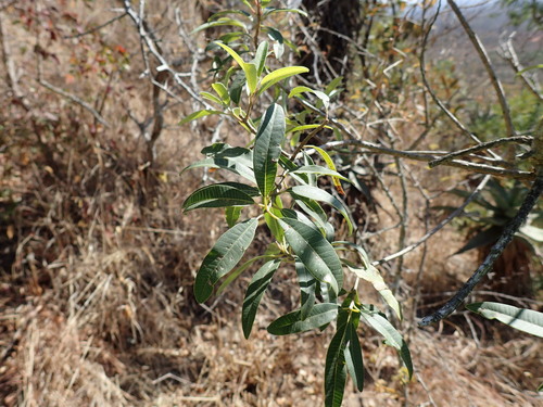 Image of Ozoroa engleri by (c) Mahomed Desai, some rights reserved (CC BY)