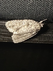 Acronicta immodica