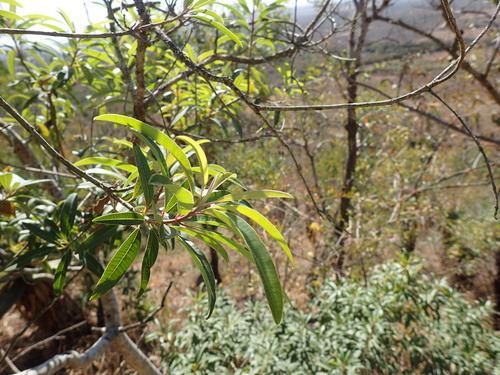 Image of Ozoroa engleri by (c) Mahomed Desai, some rights reserved (CC BY)