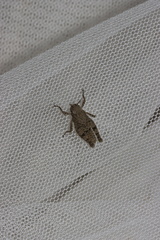 Trilophidia annulata