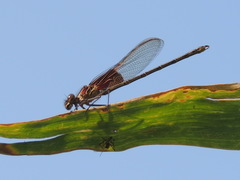 Hetaerina americana