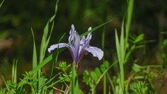 Iris macrosiphon
