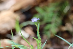 Lactuca graminifolia