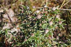 Pultenaea rosmarinifolia