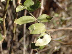 Barleria saxatilis