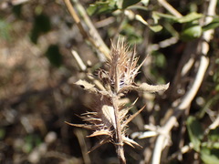 Barleria saxatilis