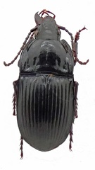 Abax ovalis