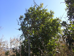 Pappea capensis image