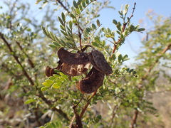 Vachellia swazica