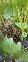 Caltha palustris