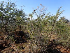 Vachellia swazica
