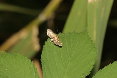 Eurrhyparodes bracteolalis