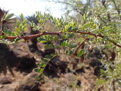 Vachellia swazica