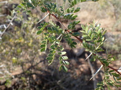 Vachellia swazica